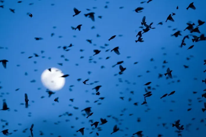 Framed Print : Large flock of Bramblings (Fringilla montifringilla) in flight at dusk, in front of the moon Framed Print : Large flock of Bramblings (Fringilla montifringilla) in flight at dusk, in front of the moon