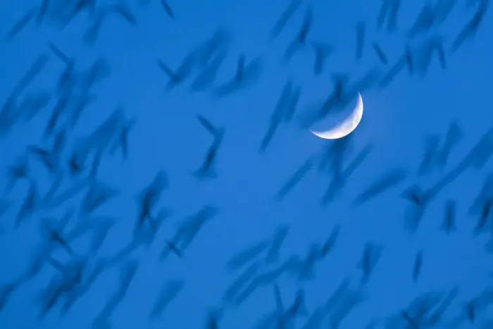 Framed Print : Large flock of Bramblings (Fringilla montifringilla) in flight at dusk in front of moon Framed Print : Large flock of Bramblings (Fringilla montifringilla) in flight at dusk in front of moon