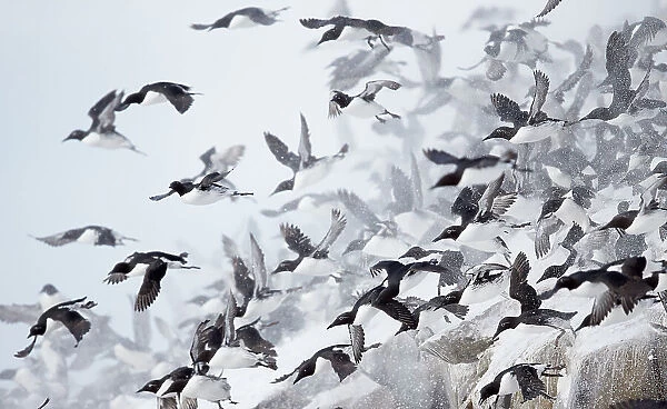 Large flock of Guillemots (Uria aalge) taking off from a cliff in falling snow, Vardo, Norway, March