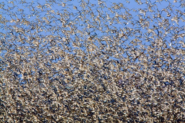 Large flock of waders in flight, Japsand, Schleswig-Holstein Wadden Sea National Park