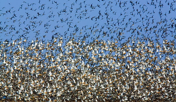 Large flock of waders in flight, Japsand, Germany, April 2009