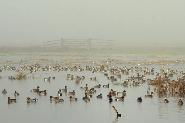 Framed Print : Large flock of Wigeon (Anas penelope) swimming and standing on flooded marshland Framed Print : Large flock of Wigeon (Anas penelope) swimming and standing on flooded marshland