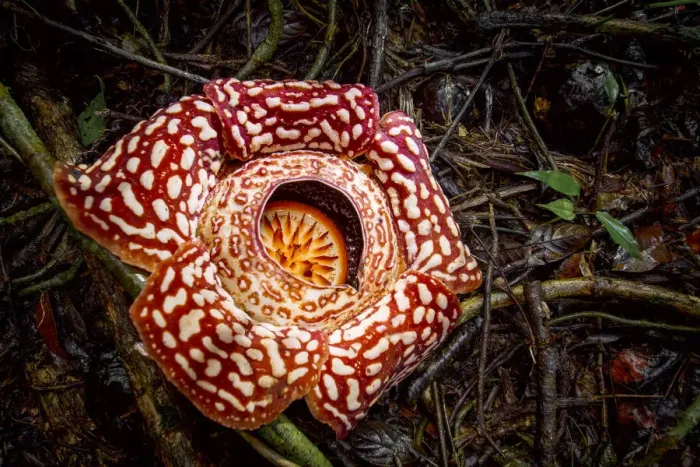 Framed Print : Large flower of the parasitic plant Rafflesia pricei, growing in rainforest Framed Print : Large flower of the parasitic plant Rafflesia pricei, growing in rainforest