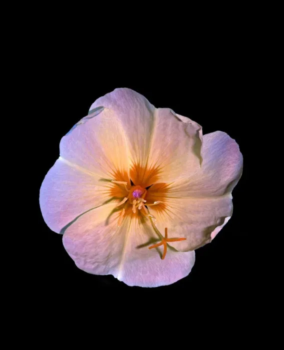 Framed Print : Large-flowered evening primrose (Oenothera glazioviana) Framed Print : Large-flowered evening primrose (Oenothera glazioviana)