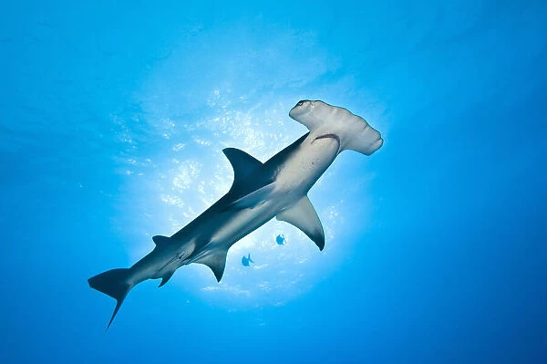 A large Great hammerhead shark (Sphyrna mokarran), about 4m in length, cruises overhead