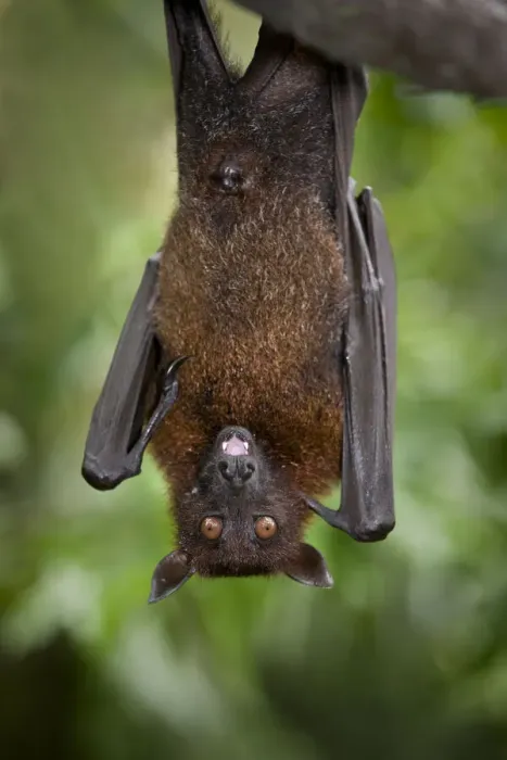 Framed Print : Large  /  Greater flying fox (Pteropus vampyrus) or Kalang roosting. From South East Asia, captive, Singapore Zoo