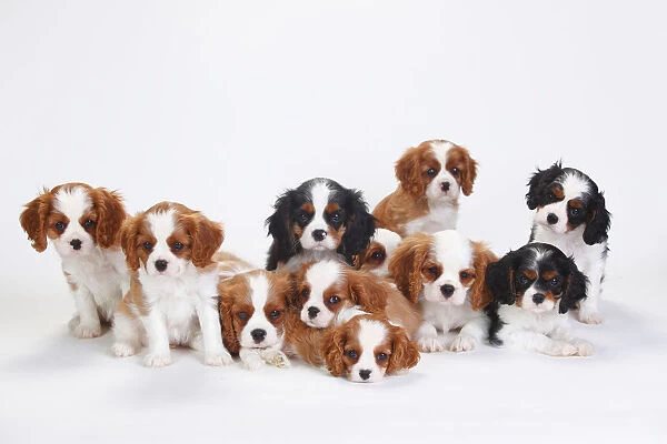 Large group of Cavalier King Charles Spaniel, puppies, three of which have tricolour coat
