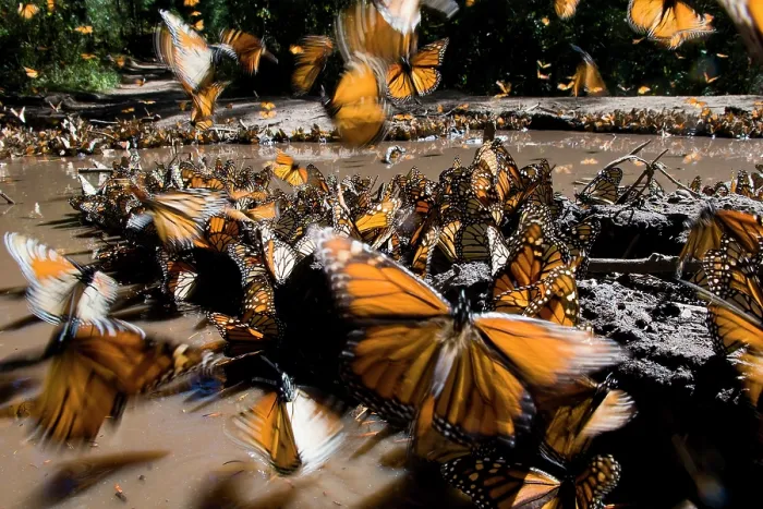 Framed Print : Large group of Monarch butterflies (Danaus plexippus) drinking from a puddle, El Rosario reserve, Mexico Framed Print : Large group of Monarch butterflies (Danaus plexippus) drinking from a puddle, El Rosario reserve, Mexico