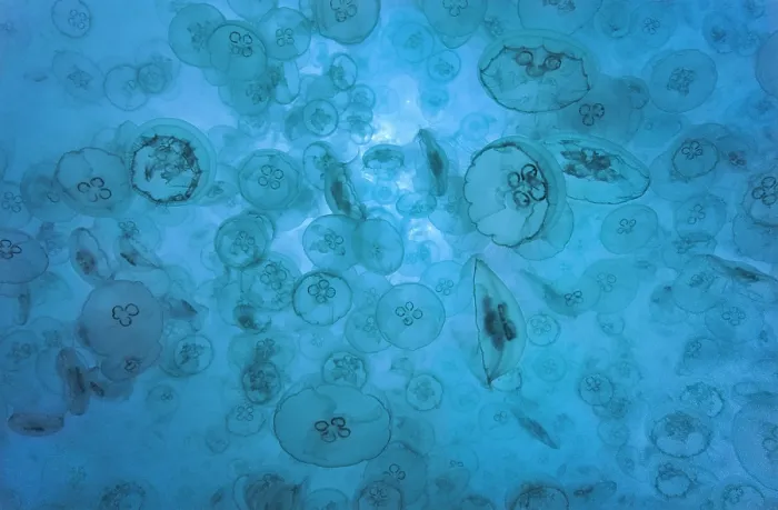 Framed Print : Large group of Moon jellyfish (Aurelia aurita), Exmouth, Western Australia, Indian Ocean