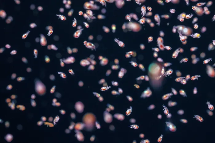 Framed Print : Large group of Parasitic amphipods swarming at night attracted to the light, Yap, Federated States of Micronesia, Pacific Ocean Framed Print : Large group of Parasitic amphipods swarming at night attracted to the light, Yap, Federated States of Micronesia, Pacific Ocean