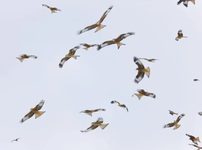 Framed Print : Large group of Red kites (Milvus milvus) in flight waiting to be fed at Gigrin Farm Framed Print : Large group of Red kites (Milvus milvus) in flight waiting to be fed at Gigrin Farm