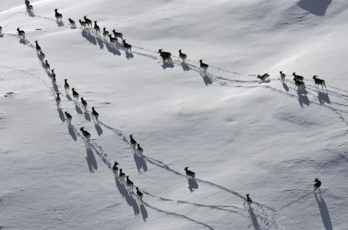 Framed Print : A large herd of Tien Shan Argali (Ovis ammon karelini) making tracks through snow Framed Print : A large herd of Tien Shan Argali (Ovis ammon karelini) making tracks through snow