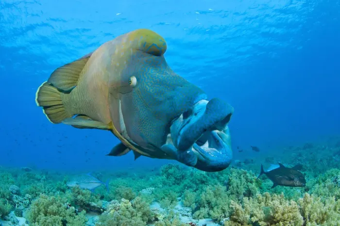 Framed Print : Large male Napoleon wrasse (Cheilinus undulatus) yawning. Ras Mohammed, Sinai, Egypt Framed Print : Large male Napoleon wrasse (Cheilinus undulatus) yawning. Ras Mohammed, Sinai, Egypt