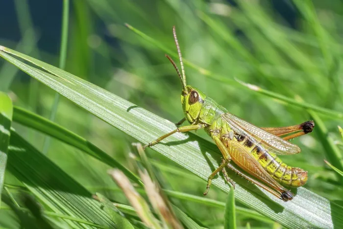 Framed Print : Large marsh grasshopper (Stethophyma grossum) resting on blade of grass, Italian Dolomites, Italy. August Framed Print : Large marsh grasshopper (Stethophyma grossum) resting on blade of grass, Italian Dolomites, Italy. August
