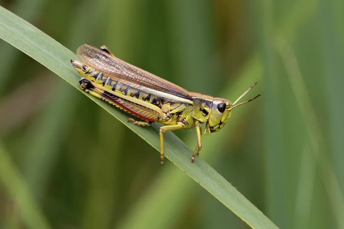 Framed Print : Large marsh grasshopper (Stethophyma grossum) resting on a leaf, Wheatfen Nature Reserve, Norfolk, England, UK. July Framed Print : Large marsh grasshopper (Stethophyma grossum) resting on a leaf, Wheatfen Nature Reserve, Norfolk, England, UK. July