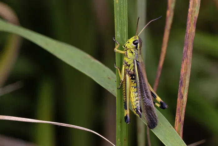 Framed Print : Large marsh grasshopper (Stethophyma grossum) resting on a stem, Wheatfen Nature Reserve, Norfolk, England, UK. July Framed Print : Large marsh grasshopper (Stethophyma grossum) resting on a stem, Wheatfen Nature Reserve, Norfolk, England, UK. July