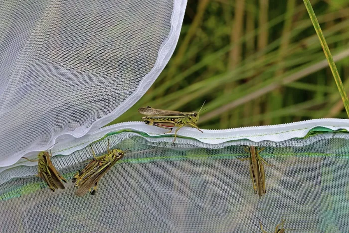 Framed Print : Large marsh grasshoppers (Stethophyma grossum) being released into the wild, Wheatfen Nature Reserve, Norfolk, England, UK. July. 2024 Framed Print : Large marsh grasshoppers (Stethophyma grossum) being released into the wild, Wheatfen Nature Reserve, Norfolk, England, UK. July. 2024