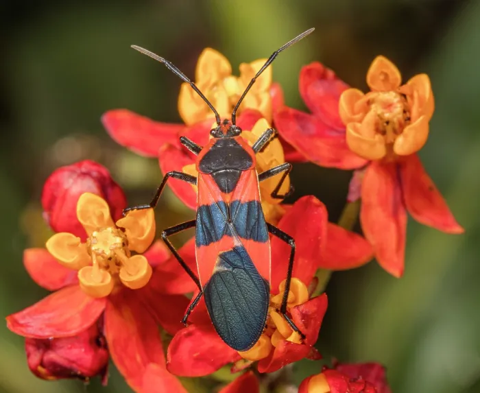 Framed Print : Large milkweed bug (Oncopeltus fasciatus) on Tropical milkweed (Asclepias curassavica) flower, Pennsylvania, USA. September Framed Print : Large milkweed bug (Oncopeltus fasciatus) on Tropical milkweed (Asclepias curassavica) flower, Pennsylvania, USA. September