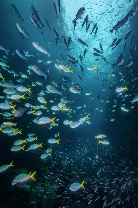Framed Print : A large, mixed aggregation of fish swimming through a reef cut, including (from top to bottom) Eyestripe surgeonfish (Acanthurus dussumieri), Yellowtail fusiliers (Caesio cuning) Framed Print : A large, mixed aggregation of fish swimming through a reef cut, including (from top to bottom) Eyestripe surgeonfish (Acanthurus dussumieri), Yellowtail fusiliers (Caesio cuning)