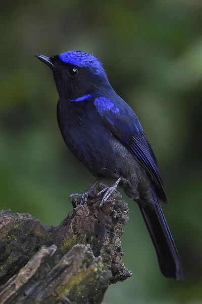 Large niltava (Niltava grandis) male, perched on a tree trunk in Baihualing, Gaoligongshan