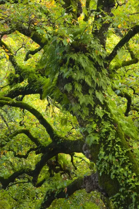 Framed Print : Large oak tree {Quercus sp} with ferns growing on trunk, Alcornocales NP, Cadiz, Andalucia Framed Print : Large oak tree {Quercus sp} with ferns growing on trunk, Alcornocales NP, Cadiz, Andalucia