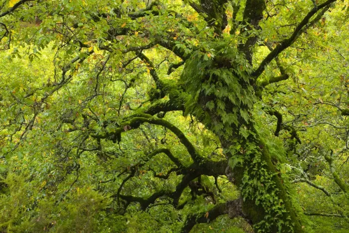 Framed Print : Large oak tree {Quercus sp} with ferns growing on trunk, Alcornocales NP, Cadiz, Andalucia Framed Print : Large oak tree {Quercus sp} with ferns growing on trunk, Alcornocales NP, Cadiz, Andalucia