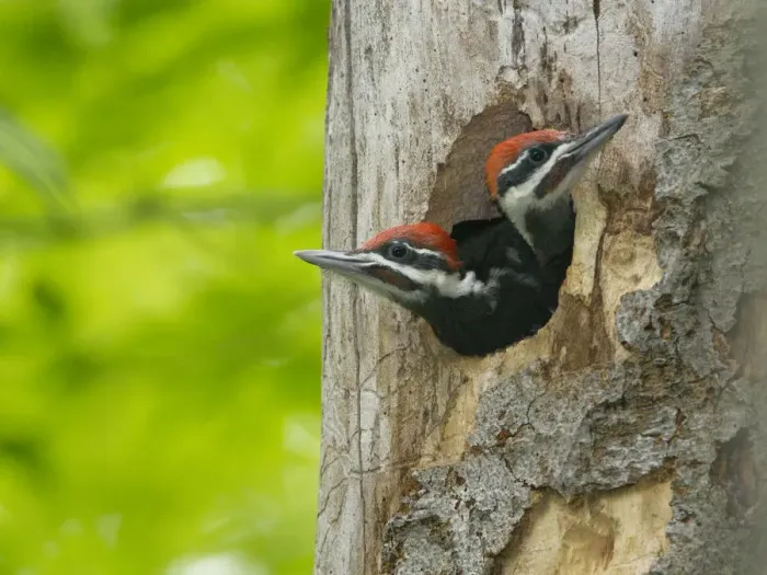 Framed Print : Two large Pileated woodpecker (Dryocopus pileatus) chicks near fledging age looking Framed Print : Two large Pileated woodpecker (Dryocopus pileatus) chicks near fledging age looking