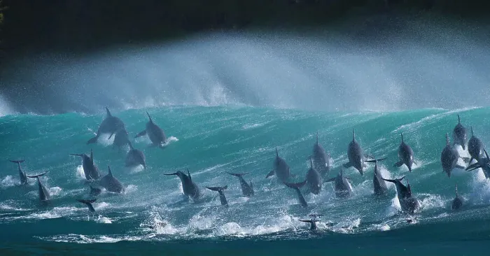 Framed Print : Large pod of Bottlenose dolphins (Tursiops truncatus) porpoising over waves during annual sardine run, Port St Johns, South Africa. Runner up in the Animals in their Environment Category of the Wildlife Photographer of the Year Awards (WPOY) Framed Print : Large pod of Bottlenose dolphins (Tursiops truncatus) porpoising over waves during annual sardine run, Port St Johns, South Africa. Runner up in the Animals in their Environment Category of the Wildlife Photographer of the Year Awards (WPOY)