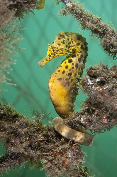 A Large  /  Pot Bellied Seahorse (Hippocampus abdominalis) perched in nets. Manly, Sydney
