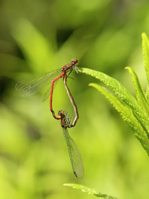 Framed Print : Large red damselflies (Pyrrhosoma nymphula) pair mating in the wheel position on a plant leaf by a garden pond, Wiltshire, UK. June Framed Print : Large red damselflies (Pyrrhosoma nymphula) pair mating in the wheel position on a plant leaf by a garden pond, Wiltshire, UK. June