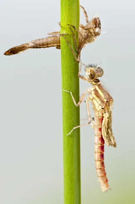 Framed Print : Large red damselfly {Pyrrhosoma nymphula} emerging from nymphal case, Cornwall, UK. April Framed Print : Large red damselfly {Pyrrhosoma nymphula} emerging from nymphal case, Cornwall, UK. April