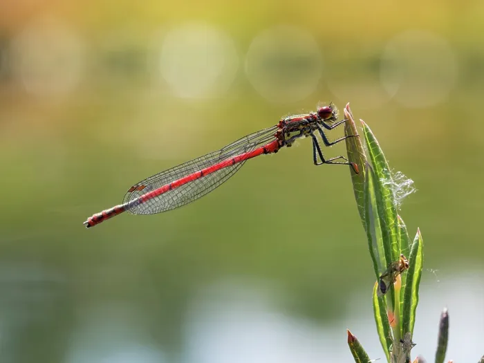Framed Print : Large red damselfly (Pyrrhosoma nymphula) male, resting on plant, Upper Bavaria, Germany. June Framed Print : Large red damselfly (Pyrrhosoma nymphula) male, resting on plant, Upper Bavaria, Germany. June