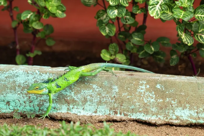 Framed Print : Large-scaled forest lizard (Calotes grandisquamis) climbing over a low stone wall, Valparai, Tamil Nadu, India