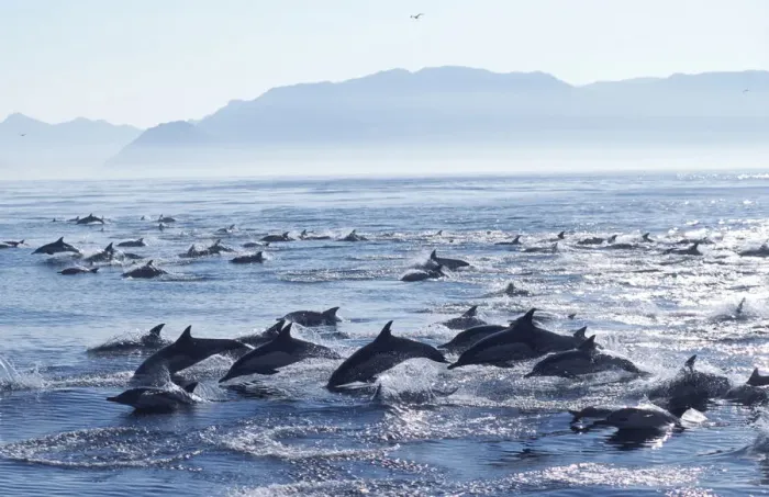 Framed Print : Large school of Common dolphins feed on Sardines, False Bay, W Cape,s Africa {Delphinus