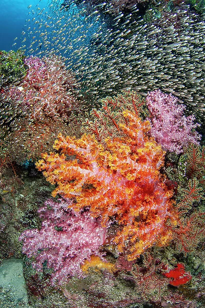 Large school of Glassfish (Apogonidae) swimming over colourful corals (Dendronephthya sp. ) on a reef, Similan Islands, Thailand, Andaman Sea