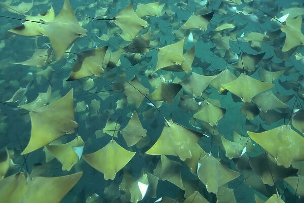 Large school of Pacific cownose rays  /  Golden cownose rays (Rhinoptera steindachneri), Sea of Cortez, Baja California, Mexico