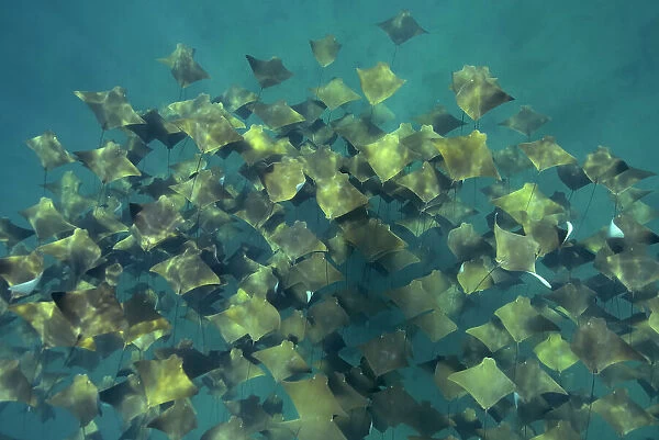 Large school of Pacific cownose rays  /  Golden cownose rays (Rhinoptera steindachneri), Sea of Cortez, Baja California, Mexico