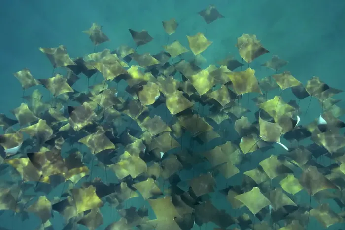 Framed Print : Large school of Pacific cownose rays / Golden cownose rays (Rhinoptera steindachneri), Sea of Cortez, Baja California, Mexico Framed Print : Large school of Pacific cownose rays / Golden cownose rays (Rhinoptera steindachneri), Sea of Cortez, Baja California, Mexico