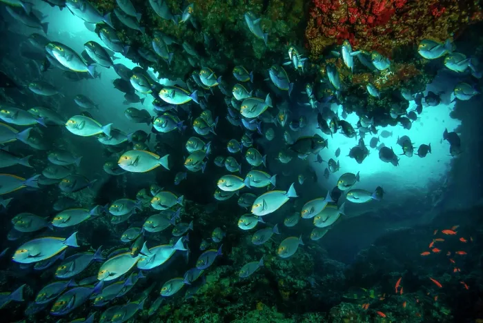 Framed Print : Large school of Yellowmask surgeonfish (Acanthurus mata) inside an underwater cavern with two separate openings to the surface. Raja Ampat, West Papua, Indonesia, Pacific Ocean Framed Print : Large school of Yellowmask surgeonfish (Acanthurus mata) inside an underwater cavern with two separate openings to the surface. Raja Ampat, West Papua, Indonesia, Pacific Ocean