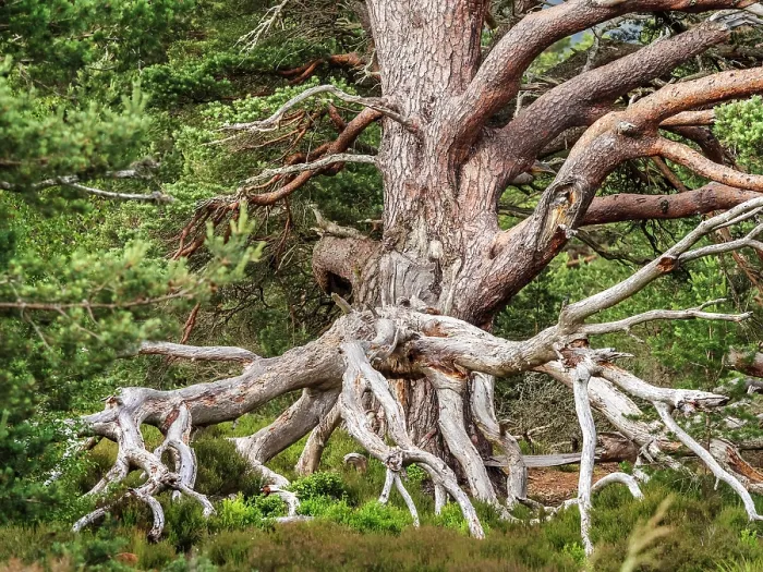 Framed Print : Large Scots pine (Pinus sylvestris) tree with gnarled branches, Glenmore Forest Park, Cairngorm National Park, Scotland, UK. July Framed Print : Large Scots pine (Pinus sylvestris) tree with gnarled branches, Glenmore Forest Park, Cairngorm National Park, Scotland, UK. July