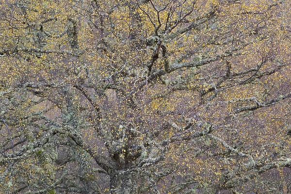 Large Silver birch (Betula pendula) tree in autumn foliage, Glen Affric, Highland