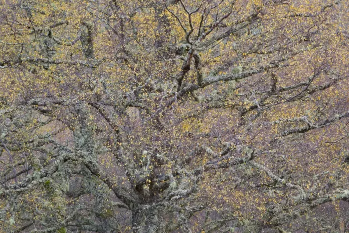 Framed Print : Large Silver birch (Betula pendula) tree in autumn foliage, Glen Affric, Highland