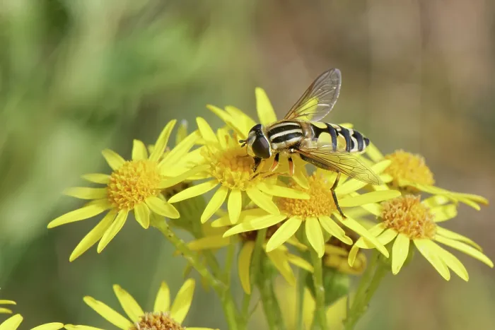 Framed Print : Large tiger hoverfly (Helophilus trivittatus) nectaring on Common ragwort (Senecio jacobaea) flowers in coastal sand dunes, Merthyr Mawr National Nature Reserve, Glamorgan, Wales
