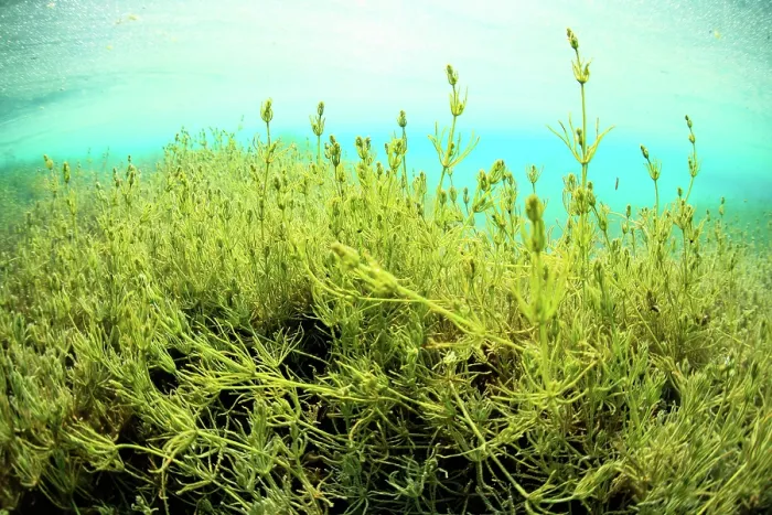 Framed Print : Large underwater meadow of Stonewort (Chara sp.) on the bottom of Lake Annecy, Haute-Savoie, Alps, France. March