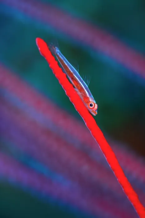 Framed Print : Large whip goby (Bryaninops amplus) resting on a Sea whip (Ellisella sp.) on a coral reef, Misool, Raja Ampat, West Papua, Indonesia, Ceram Sea, Pacific Ocean Framed Print : Large whip goby (Bryaninops amplus) resting on a Sea whip (Ellisella sp.) on a coral reef, Misool, Raja Ampat, West Papua, Indonesia, Ceram Sea, Pacific Ocean