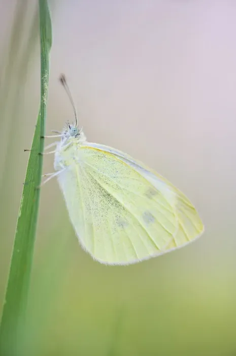 Framed Print : Large white butterfly (Pieris brassicae), Vallee de l Eure (Eure Valley), Eure-et-Loir Framed Print : Large white butterfly (Pieris brassicae), Vallee de l Eure (Eure Valley), Eure-et-Loir
