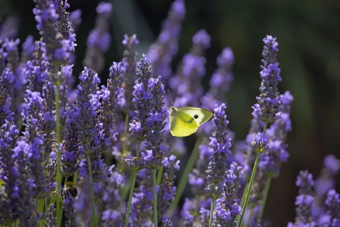 Framed Print : Large white butterfly (Pieris brassicae) feeding on lavender flowers in garden, England Framed Print : Large white butterfly (Pieris brassicae) feeding on lavender flowers in garden, England