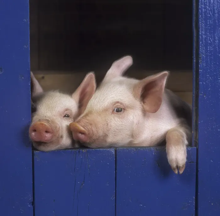 Framed Print : Two large white piglets (Sus scrofa domestica) at 3 weeks in sty, UK Framed Print : Two large white piglets (Sus scrofa domestica) at 3 weeks in sty, UK