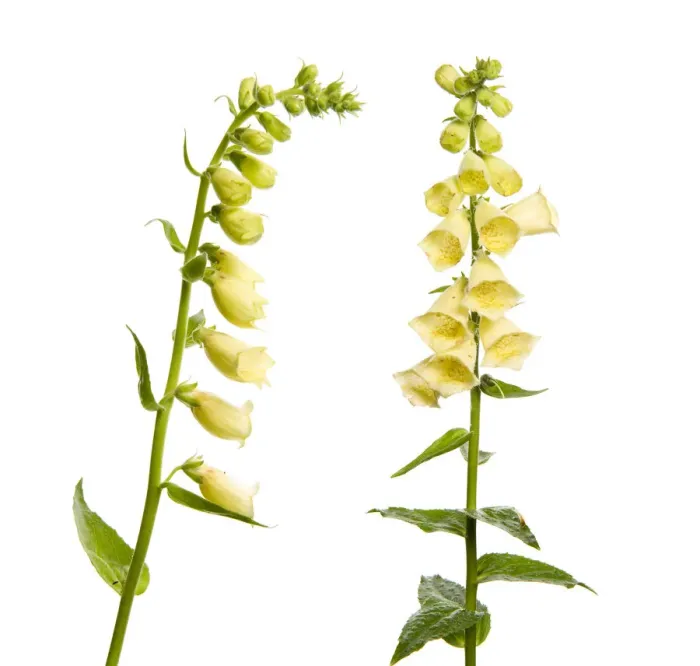 Framed Print : Two Large yellow foxgloves (Digitalis lutea) in flower, digital composite, Fliess Framed Print : Two Large yellow foxgloves (Digitalis lutea) in flower, digital composite, Fliess