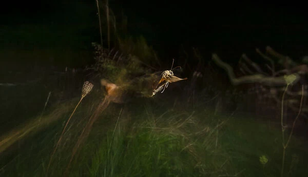 Large yellow underwing moth (Noctua pronuba), one of main species hunted by Grey long-eared bat (Plecotus austriacus), taking flight over meadow at night, South West England. September